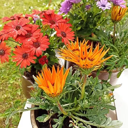 Big Blue - 6 Osobowy *