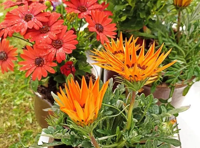 Big Blue - 6 Osobowy *